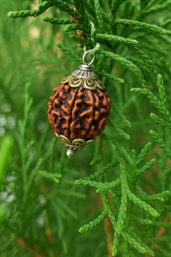 2 Mukhi Nepali Rudraksha - Lab Certified | Blessings of Shiva & Parvati | The Remedial Store